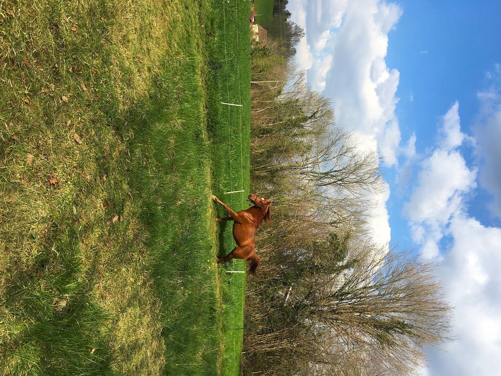 Jeleem participe au concours pour gagner de l'argent avec cette photo : adventure, forest, grass, green, photography, pine_family, plant, plant_stem, recreation, reflection, tree, woody_plant