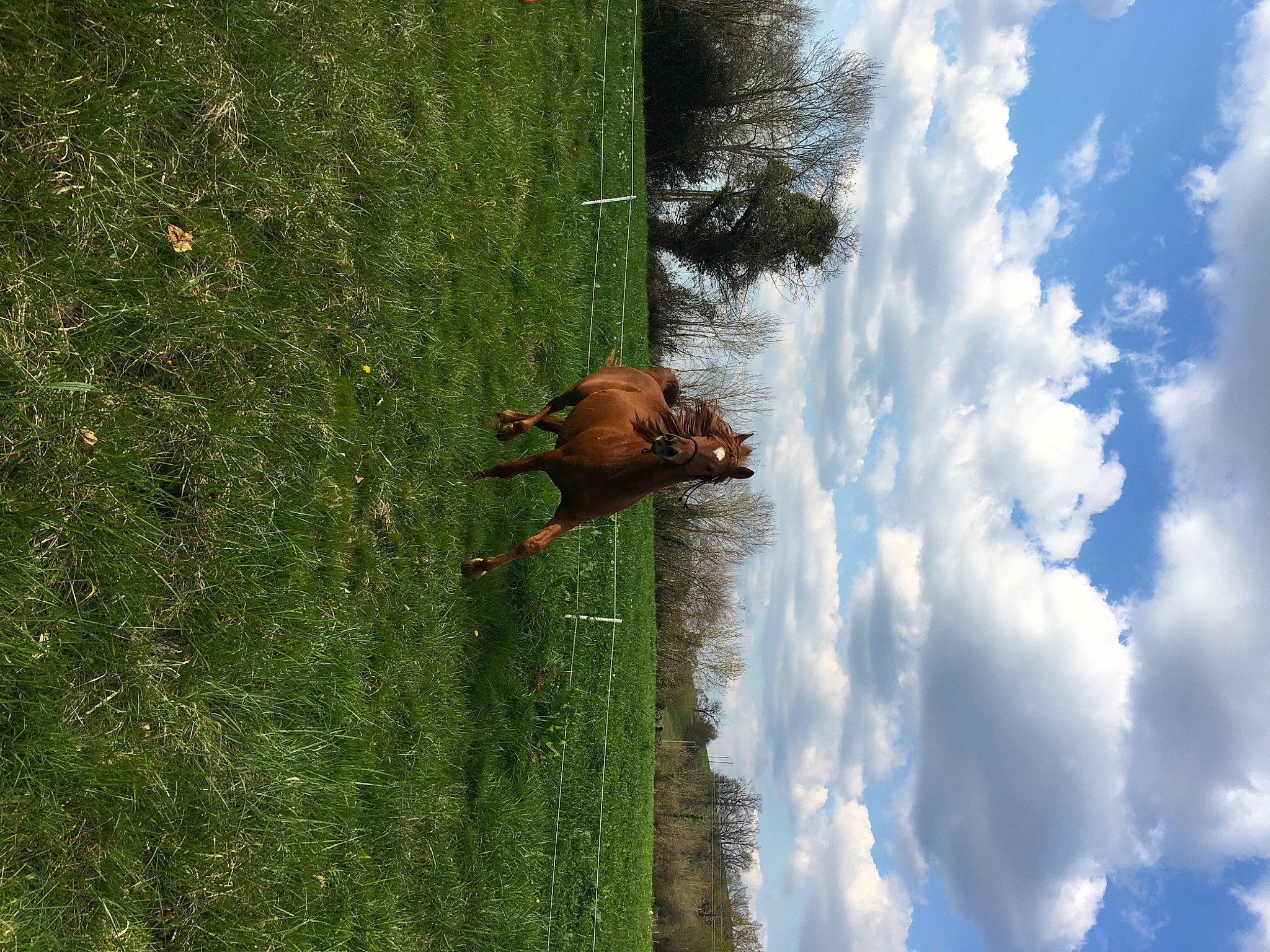 Jeleem participe au concours pour gagner de l'argent avec cette photo : grass, green, organism, photography, plant, reflection, tree, water, wildlife