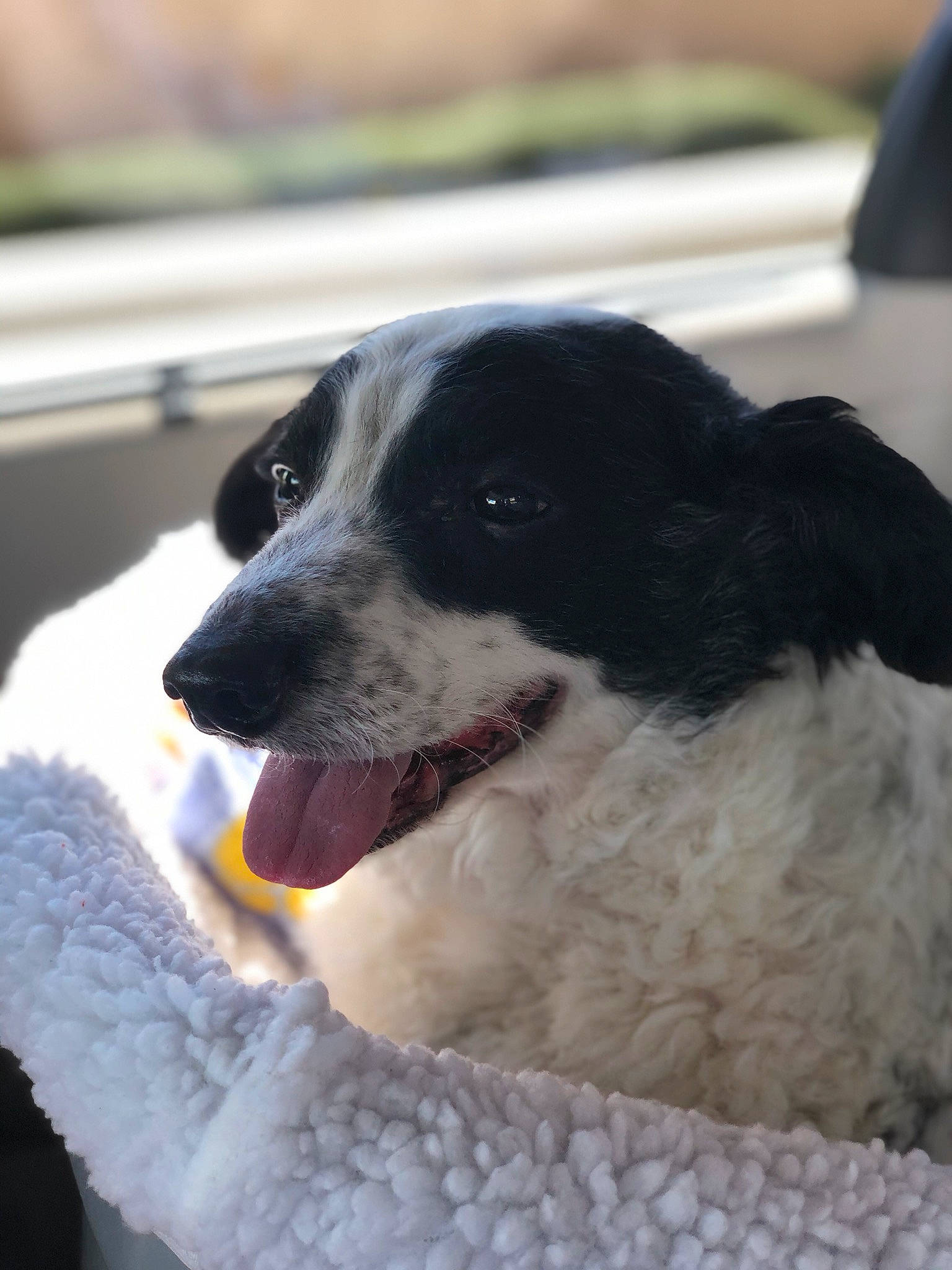 Buster joined the competition — help win amazing prizes! border_collie, canidae, carnivore, dog, dog_breed, mammal, nose, rare_breed_dog, snout, sporting_group, stabyhoun, wetterhoun