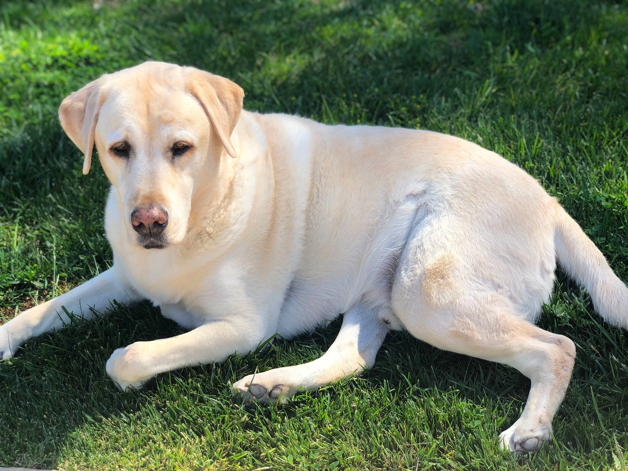 Jake joined the competition — help win amazing prizes! beagador, canidae, carnivore, companion_dog, dog, dog_breed, fawn, grass, hunting_dog, labrador_retriever, mammal, pointing_breed, puppy, rare_breed_dog, retriever, sporting_group, tail, vertebrate