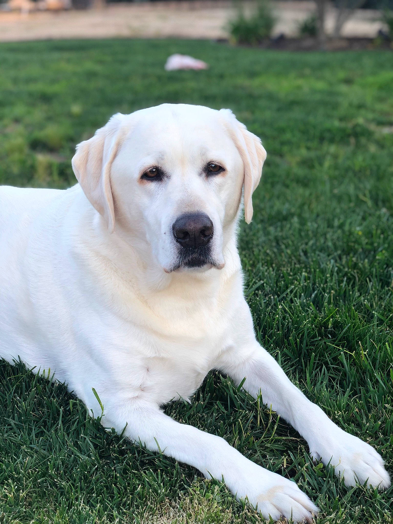 Lily joined the competition — help win amazing prizes! akbash_dog, canidae, carnivore, companion_dog, dog, dog_breed, fawn, golden_retriever, grass, hunting_dog, labrador_retriever, mammal, plant, puppy, rare_breed_dog, retriever, snout, sporting_group, tail, vertebrate