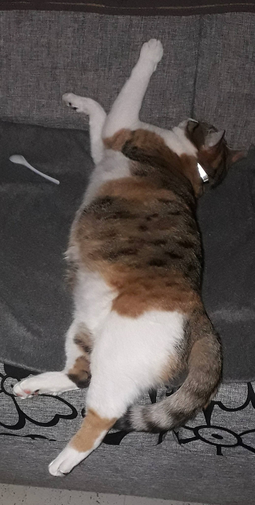 Nala a rejoint le concours — aidez-le/la à gagner de superbes lots ! aegean_cat, carnivoran, cat, cat_like_mammal, dog_breed_group, fauna, fur, paw, small_to_medium_sized_cats, snout, tail, whiskers