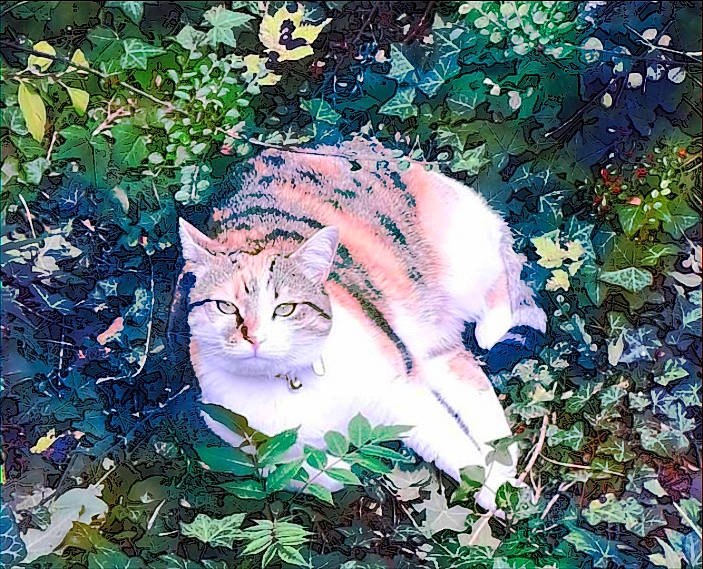 Nala a rejoint le concours — aidez-le/la à gagner de superbes lots ! aegean_cat, carnivore, cat, domestic_short_haired_cat, european_shorthair, felidae, grass, kitten, leaf, love, pattern, plant, sky, small_to_medium_sized_cats, tabby_cat, tail, tree, whiskers, wild_cat, wilderness