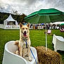 Roucky participe au concours pour gagner de l'argent avec cette photo : dog, chair, leash, umbrella, hay_bale, grass, outdoor, festival, tent, people, cloudy_sky, park, pet, canine, white_chair, green_umbrella, happy, sitting, daytime, nature