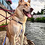 Roucky a rejoint le concours — aidez-le/la à gagner de superbes lots ! dog, animal, canine, sitting, blue_eyes, leash, river, water, outdoor, sky, clouds, fence, concrete, plants, greenery, happy, tongue_out, ears_up, daytime, nature