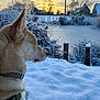 dog, snow, winter, sunset, outdoor, nature, animal, collar, harness, frozen_pond, trees, bushes, landscape, serene, cold, frost, quiet, side_view, canine, scenery