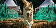Roucky participe au concours pour gagner de l'argent avec cette photo : dog, husky, animal, running, jumping, hay_bale, outdoor, event, green_netting, white_tent, heterochromia, tongue_out, fur, canine, playful, energetic, nature, sunlight, people, background