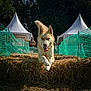 dog, husky, animal, running, jumping, hay_bale, outdoor, event, green_netting, white_tent, heterochromia, tongue_out, fur, canine, playful, energetic, nature, sunlight, people, background