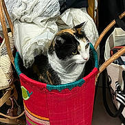 Nema a rejoint le concours — aidez-le/la à gagner de superbes lots ! cat, calico_cat, basket, fabric, lace, bag, woven_basket, indoor, pet, feline, curious, colorful, textile, container, floor_tile, handle, domestic_animal, resting, side_view, household