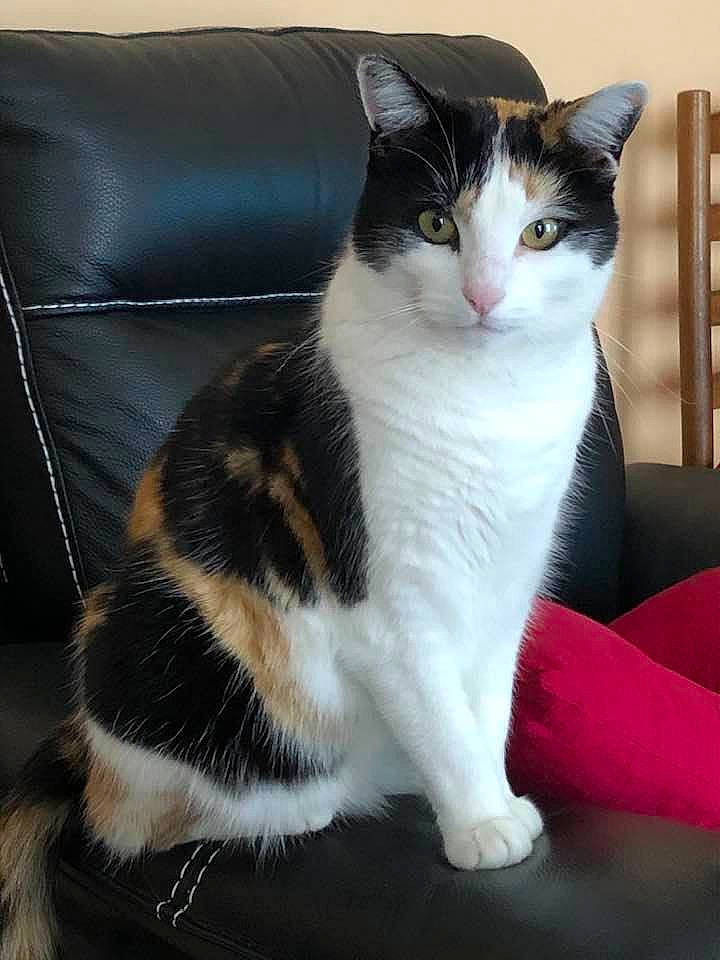 Nema a rejoint le concours — aidez-le/la à gagner de superbes lots ! carnivore, cat, comfort, couch, domestic_short_haired_cat, eye, felidae, formal_wear, fur, human_leg, paw, sitting, small_to_medium_sized_cats, tail, whiskers