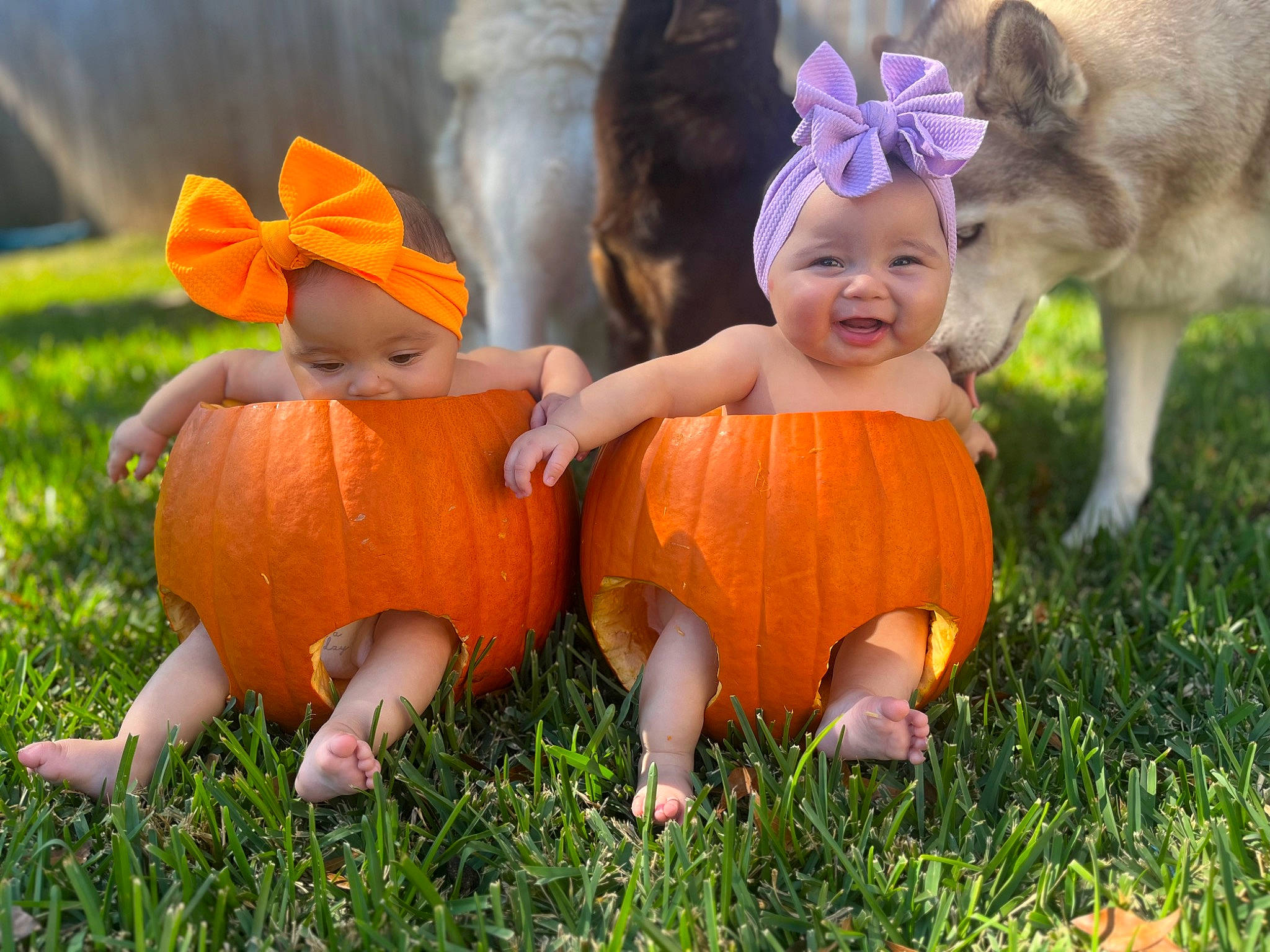 Amelia joined the competition — help win amazing prizes! baby, baby_toddler_clothing, calabaza, child, eye, fawn, fun, grass, grassland, happy, headwear, joy, leisure, mammal, people_in_nature, person, plant, pumpkin, sitting, smile