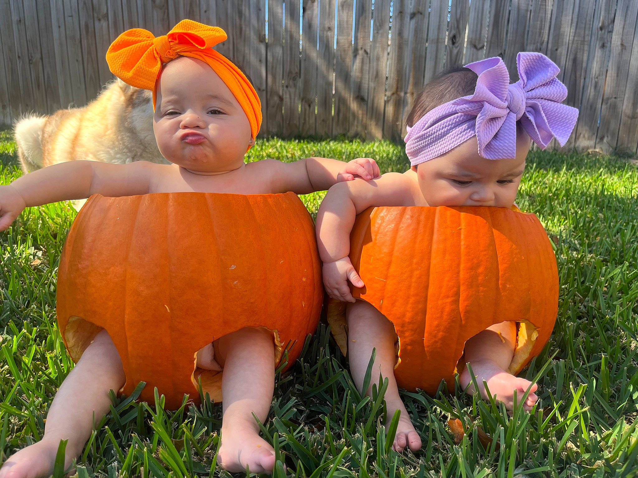 Everly joined the competition — help win amazing prizes! baby_toddler_clothing, botany, calabaza, cucurbita, eye, grass, happy, hat, head, headwear, human_body, leaf, nature, orange, organism, people_in_nature, person, plant, pumpkin, squash