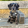 puppy, dog, bench, wood, outdoor, harness, tag, pet, animal, sitting, cute, fur, ears, eyes, nature, greenery, portrait, young, looking, calm