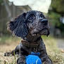 Ollie is registered to the contest to win money with this photo: puppy, dog, grass, blue_ball, pet, collar, outdoor, cute, animal, playing, young_dog, fur, ears, snout, closeup, nature, toy, brown, black, looking_up