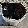 cat, black_and_white, flower_pot, sleeping, outdoor, gravel, soil, sunlight, animal, pet, cozy, curled_up, relaxed, nature, whiskers, paws, resting, quiet, peaceful, container