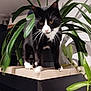 cat, black_and_white, houseplant, indoor, wooden_surface, whiskers, green_leaves, curious, pet, feline, domestic_animal, plant_pot, table, corner, leaf, shadow, closeup, animal, pet_indoor, mammal
