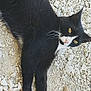 cat, black_cat, white_paws, whiskers, outdoor, stones, rocks, animal, feline, pet, lying_down, relaxed, curious, close_up, fur, mammal, nature, wildlife, yellow_eyes, resting