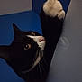 cat, tuxedo_cat, curious, peeking, paw, indoor, blue_wall, whiskers, pet, animal, feline, close_up, face, ears, nose, alert, corner, black_and_white, domestic_cat, fur