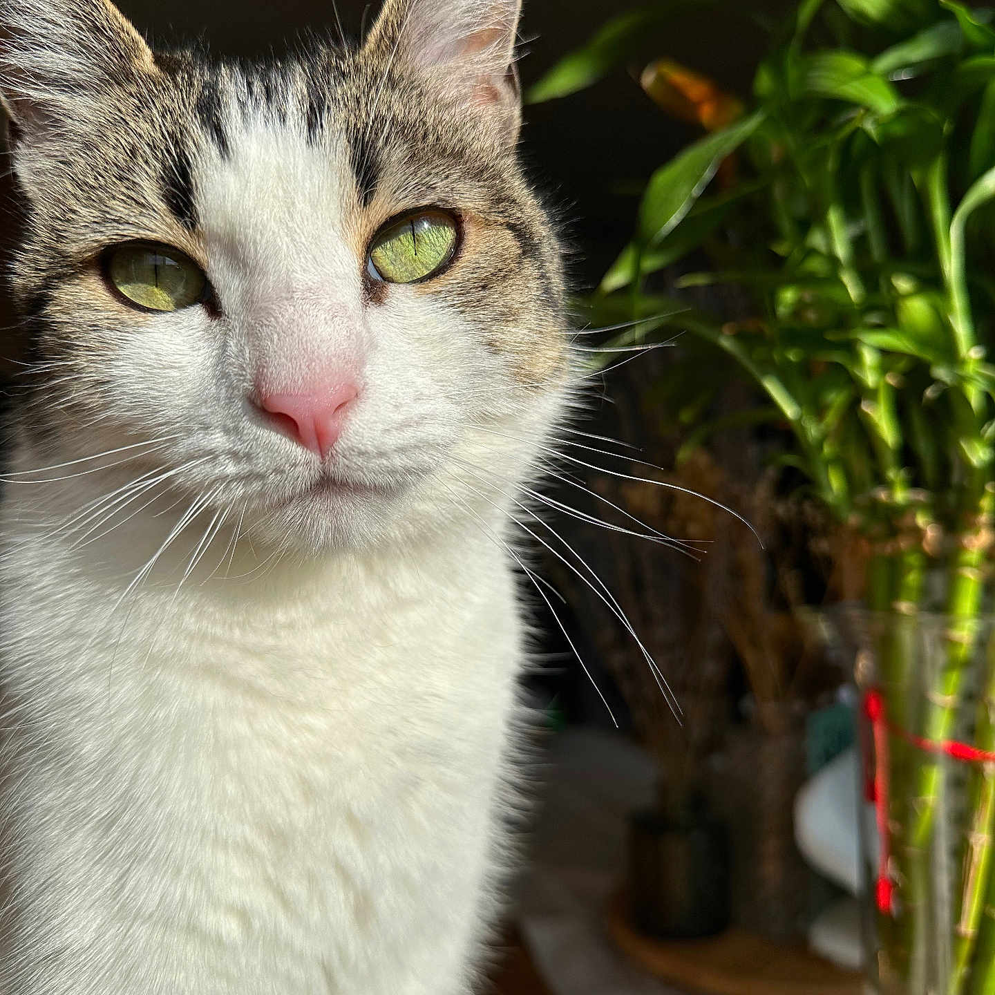 Esponja is registered to the contest to win money with this photo: animal, blurred_background, cat, close_up, curious, domestic_cat, feline, green_eyes, indoor, natural_light, pet, pink_nose, plant, portrait, soft_light, sunlight, tabby, whiskers, whiskers_visible, white_fur
