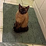 animal, applique, cat, doormat, homedecor, kitten, manx, mat, pattern, pet, rug, siamese, tile