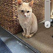 Nacho Cheddar Cheese is registered to the contest to win money with this photo: cat, orange_cat, pet, indoor, carpet, woven_basket, fur, tail, flooring, furniture, curious, sitting, animal, domestic_cat, cute, whiskers, ears, paws, home, cozy
