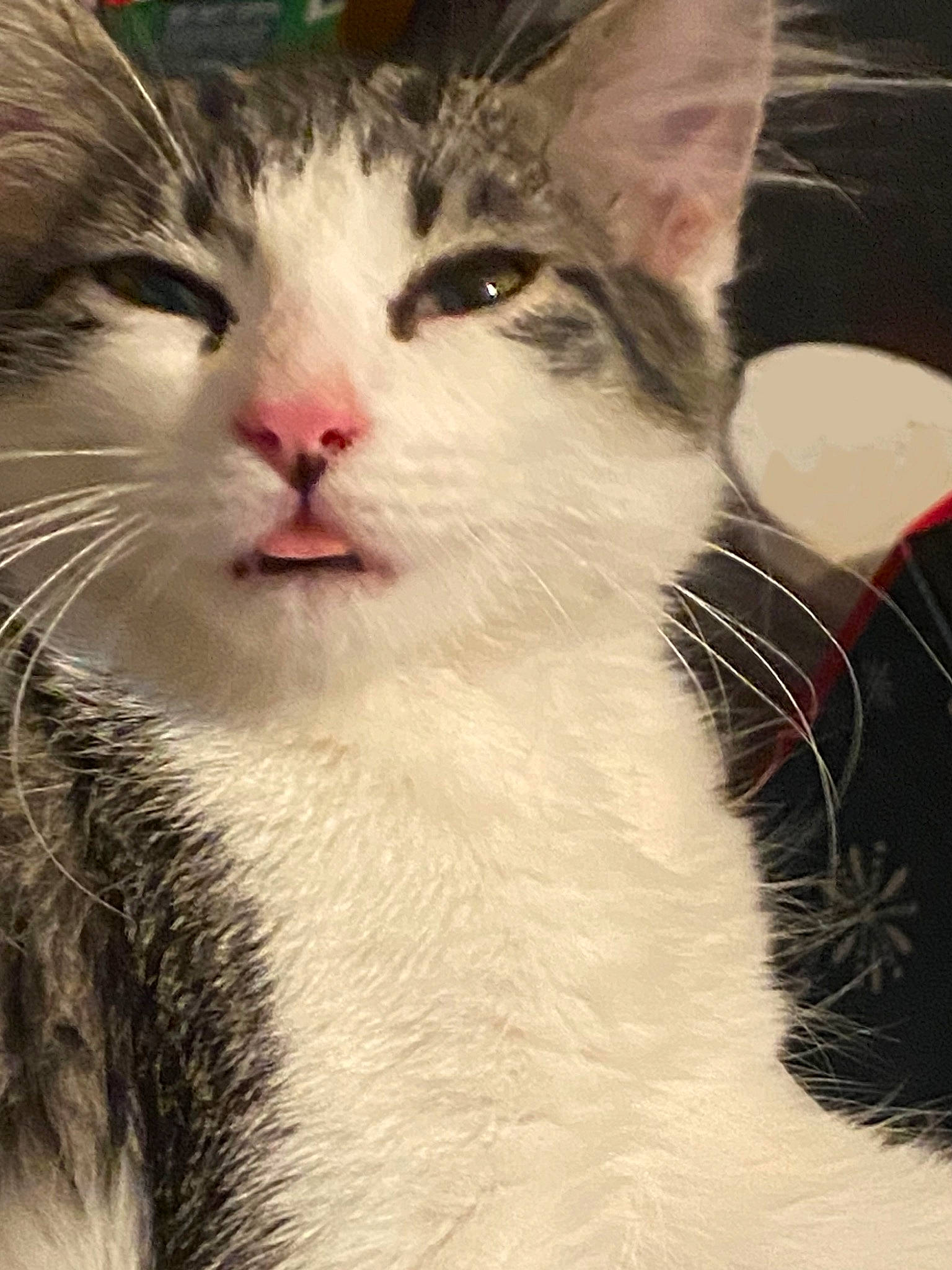 Dasher is registered to the contest to win money with this photo: carnivore, cat, domestic_short_haired_cat, eyelash, felidae, fur, iris, plant, small_to_medium_sized_cats, snout, terrestrial_animal, tree, whiskers, wildlife, window