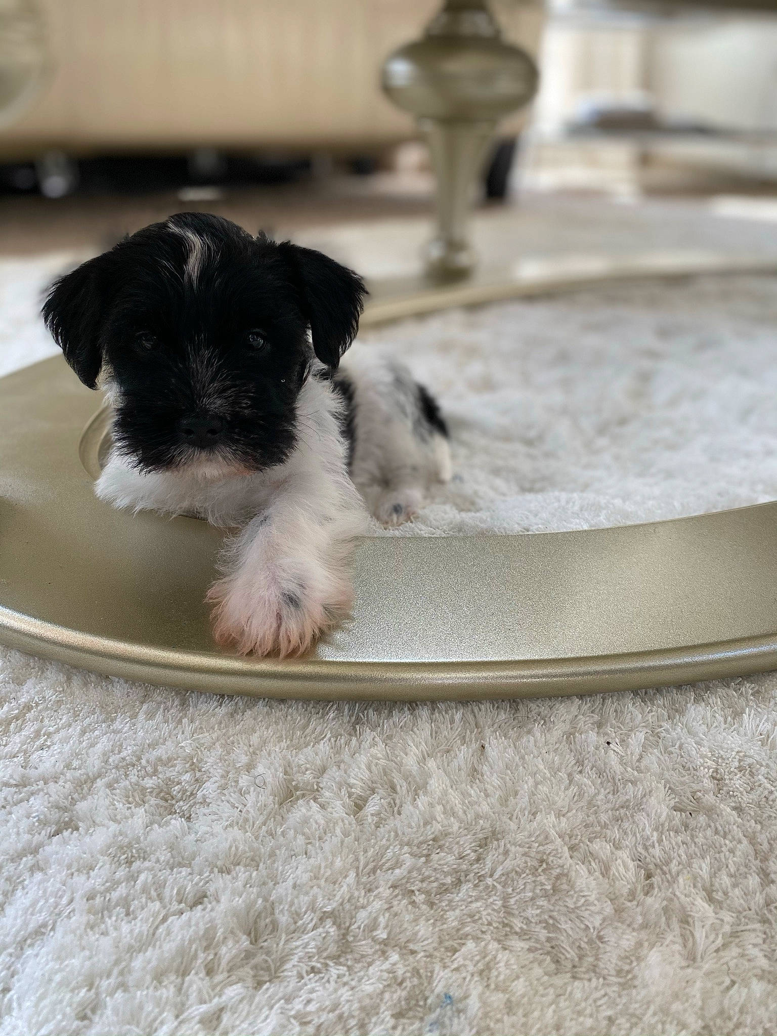 Chance is registered to the contest to win money with this photo: canidae, carnivore, companion_dog, dog, dog_bed, dog_breed, dog_supply, felidae, fur, paw, pet_supply, rectangle, schnauzer, serveware, small_terrier, snout, tail, terrier, toy_dog, working_animal