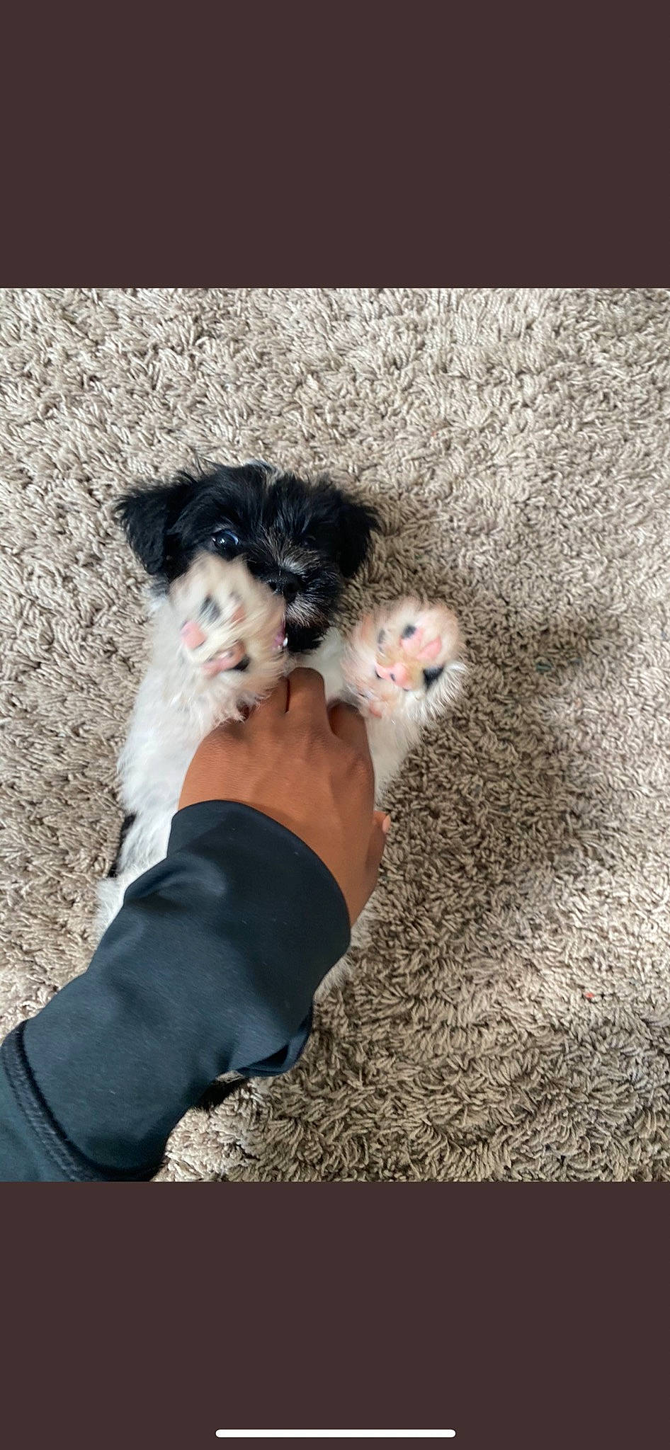 Chance joined the competition — help win amazing prizes! canidae, carnivore, companion_dog, dog, dog_breed, fawn, felidae, fur, gesture, non_sporting_group, paw, puppy_love, rodent, small_to_medium_sized_cats, snout, sporting_group, tail, toy_dog, vertebrate, whiskers