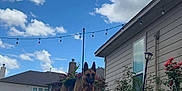 Mika joined the competition — help win amazing prizes! animal, backyard, canine, clouds, daylight, dog, fence, flowers, german_shepherd, house, landscape, nature, outdoor, pet, plants, pool, sidewalk, sky, summer, water