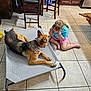 barefoot, brown_hair, cabinet, casual_clothing, child, dog, dog_bed, furniture, german_shepherd, girl, indoor, interaction, kitchen, pet, playing, refrigerator, shorts, tile_floor, tshirt, wooden_chair
