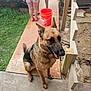 Mika joined the competition — help win amazing prizes! animal, backyard, bucket, canine, children, concrete, daylight, dog, domestic_animal, fence, german_shepherd, grass, greenery, happy, outdoor, pet, playtime, porch, sitting, summer