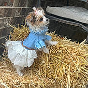 Sugarbritches joined the competition — help win amazing prizes! dog, puppy, straw, costume, dress, blue, white, brick_wall, chair, cushion, fur, pet, small_dog, standing, outdoor, cute, animal, curious, ribbon, decor