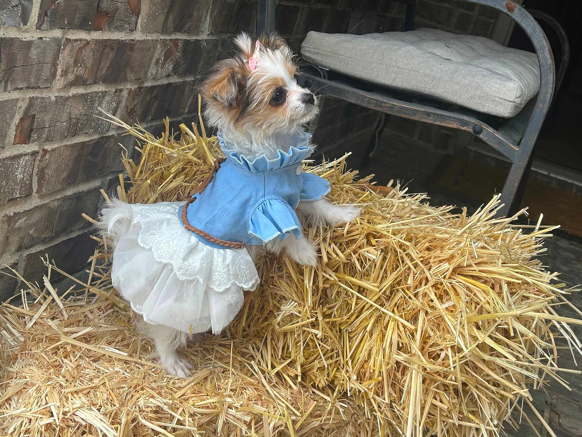 Sugarbritches joined the competition — help win amazing prizes! dog, puppy, straw, costume, dress, blue, white, brick_wall, chair, cushion, fur, pet, small_dog, standing, outdoor, cute, animal, curious, ribbon, decor