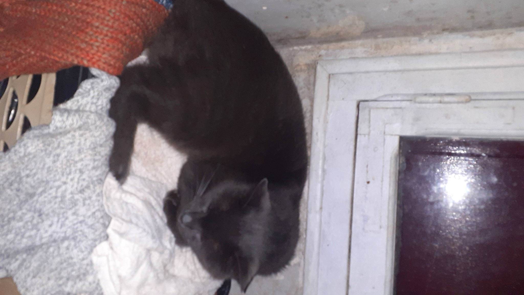 Gribouille a rejoint le concours — aidez-le/la à gagner de superbes lots ! black_cat, bombay, canidae, carnivore, cat, claw, comfort, companion_dog, dog_breed, domestic_short_haired_cat, door, felidae, flooring, fur, small_to_medium_sized_cats, snout, tail, terrestrial_animal, whiskers, wood