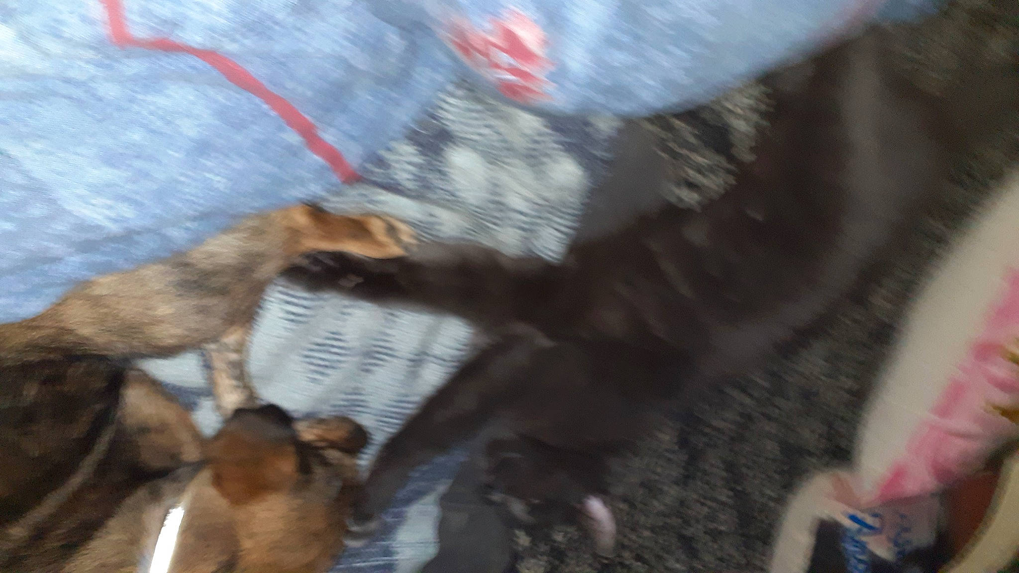 Gribouille participe au concours pour gagner de l'argent avec cette photo : bovine, canidae, carnivore, dairy, dairy_cow, dog, dog_breed, fawn, fur, goats, herd, liver, livestock, pack_animal, snout, sporting_group, terrestrial_animal, working_animal