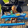 Bodie joined the competition — help win amazing prizes! toddler, child, corn, food, blue_table, picnic_table, outdoor, grass, camping_chair, sunlight, summer, snack, plastic_plate, sippy_cup, pavement, smiling, blond_hair, clothing, seat, daytime