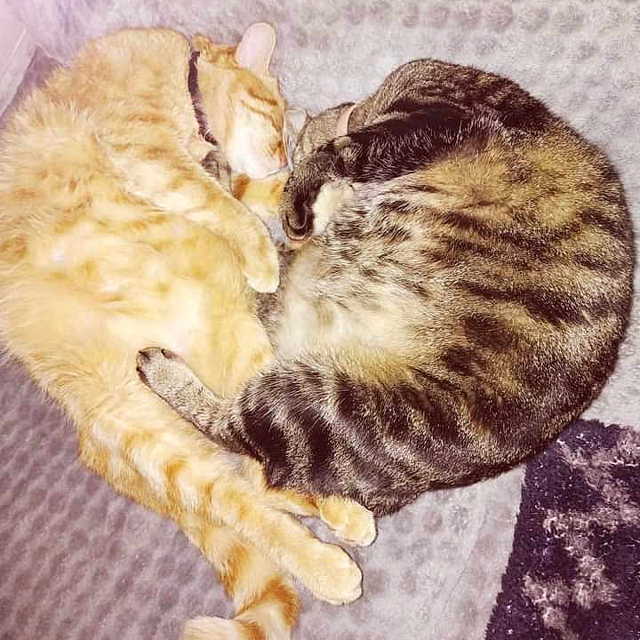 Tigrou Mimine a rejoint le concours — aidez-le/la à gagner de superbes lots ! abyssinian, animal, bed, blanket, cat, couch, egyptiancat, furniture, kitten, manx, person, pet, sleeping