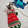 Timmy a rejoint le concours — aidez-le/la à gagner de superbes lots ! cat, christmas_sweater, holiday, pet, yellow_eyes, plush_toy, blue_toy, bed, white_bed, cozy, knitted_sweater, festive, animal, cute, indoor, looking_back, soft_texture, christmas_theme, holiday_season, playful