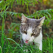 Timmy a rejoint le concours — aidez-le/la à gagner de superbes lots ! cat, animal, grass, greenery, nature, outdoor, pet, whiskers, fur, face, tongue, curious, closeup, daylight, plant, leaf, wildlife, mammal, feline, exploring