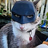 Timmy participe au concours pour gagner de l'argent avec cette photo : cat, mask, superhero, outdoor, pet, animal, feline, fur, whiskers, pink_nose, collar, tag, ears, close_up, portrait, background, garden, fence, daylight, cute
