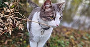 Timmy participe au concours pour gagner de l'argent avec cette photo : cat, animal, outdoor, nature, greenery, log, grass, leaves, water, forest, wildlife, pet, feline, closeup, walking, curious, collar, autumn, daylight, mammal