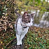 cat, animal, outdoor, nature, greenery, log, grass, leaves, water, forest, wildlife, pet, feline, closeup, walking, curious, collar, autumn, daylight, mammal