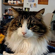 Roger participe au concours pour gagner de l'argent avec cette photo : cat, fluffy, indoor, pet, animal, whiskers, green_eyes, fur, closeup, portrait, domestic_cat, cute, mammal, feline, household, relaxed, looking_at_camera, tabby, long_hair, face