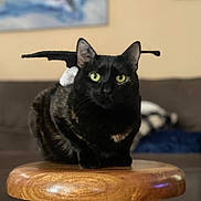 Cinda joined the competition — help win amazing prizes! animal, black_cat, blurred_background, calm, cat, close_up, cute, domestic_animal, ears, feline, fur, graduation_cap, indoor, pet, portrait, sitting, sofa, whiskers, wooden_stool, yellow_eyes