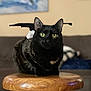 animal, black_cat, blurred_background, calm, cat, close_up, cute, domestic_animal, ears, feline, fur, graduation_cap, indoor, pet, portrait, sitting, sofa, whiskers, wooden_stool, yellow_eyes