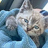 animal, blanket, blue_blanket, blue_eyes, car, cat, close_up, cozy, cream_fur, cute, fluffy, fur, gray_fur, kitten, pet, portrait, sitting, sleepy, vehicle_interior, whiskers