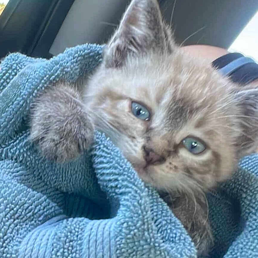 Willow