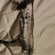 Nala participe au concours pour gagner de l'argent avec cette photo : kitten, cat, sleeping, bed, blanket, beige, fur, striped, paw, cute, pet, animal, relaxed, stretching, indoor, cozy, whiskers, tail, resting, young