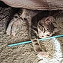 kitten, cat, sleepy, tabby, carpet, blanket, indoor, pet, feline, fur, paw, resting, sunlight, cozy, home, cute, animal, stretching, soft, relaxing