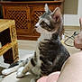 cat, tabby, pet, indoor, living_room, wooden_cabinet, television, remote_control, cushion, floor, person_leg, curious, sitting, feline, domestic_animal, home, furniture, relaxation, side_view, whiskers
